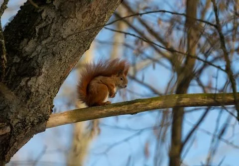 Red Squirrel Is Being Active Stock Photos