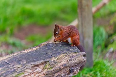 Red squirrel bench nuts Stock Photos