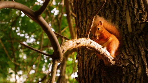 Red Squirrel on big tree. Fluffy Squirrel eats nuts, gnaws, and peels Stock Footage 138788118