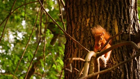 Red Squirrel on big tree. Fluffy Squirrel eats nuts, gnaws, and peels Stock Footage 138788140