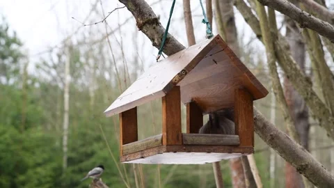 Red squirrel in bird feeder Stock Footage 280197102