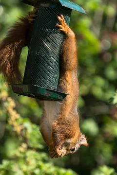 Red squirrel on a bird feeder Stock Photos