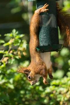 Red squirrel on a bird feeder Stock Photos