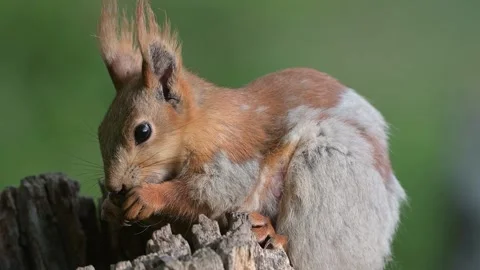 Red Squirrel on a bird feeder in the wild. Close up Video stock 236505098