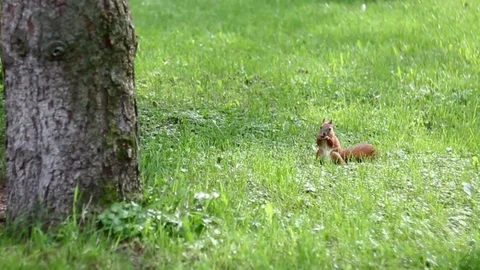 Red squirrel biting nut. Cute animal in the summer park 스톡 동영상 103291516
