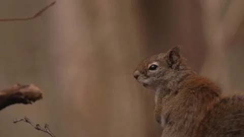 Red Squirrel, blurred background 動画素材 114324799
