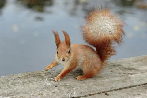 Red Squirrel on a Board 写真素材