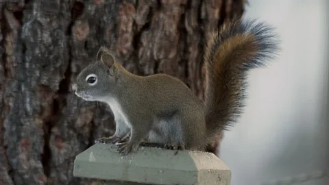 Red squirrel bouncing around on fence post in snow, slomo, 4k Stock Footage 166542673