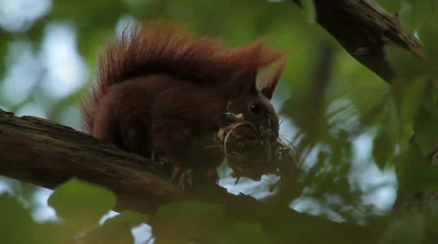 Red Squirrel on a branch Stock Footage 39467170