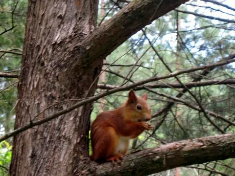 Red squirrel on the branch Stock Photos