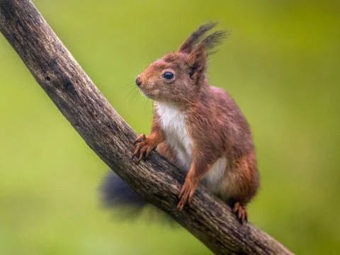 Red squirrel on branch Stock Photos