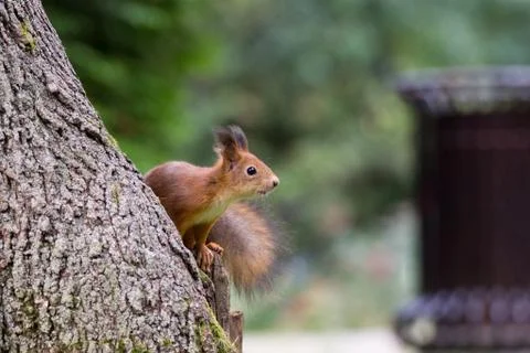 Red squirrel on a branch in summer, Sciurus, park, Tamiasciurus Stock Photos