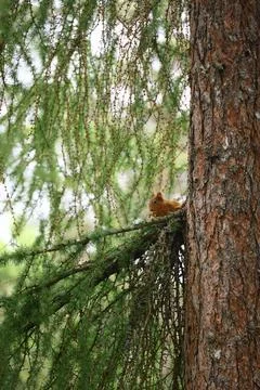 Red Squirrel on branch surrounded by pine needles in forest setting Stock Photos
