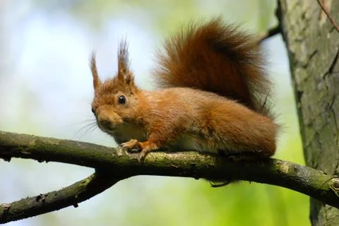 Red squirrel on branch tree Stock Photos