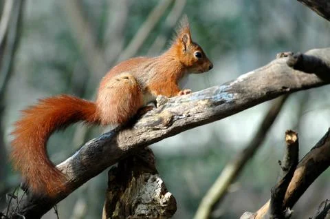 Red squirrel on branch tree Stock Photos