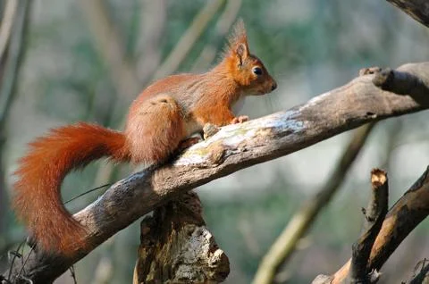 Red squirrel on branch tree Stock Photos