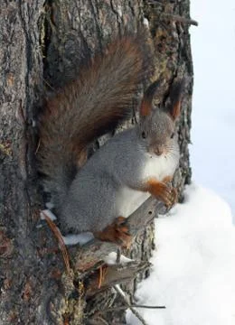 Red squirrel on the branches of a cedar Foto stock
