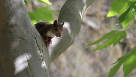 Red Squirrel Breathing on a Tree Branch Stock Footage 337535950
