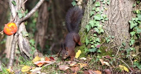 Red Squirrel brown rodent getting out from behind a tree a and looking around Vídeo Stock 239103622