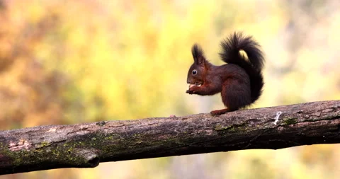 Red Squirrel brown rodent perched on a tree branch and eating acorn slow motion Stock Footage 239101443