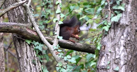 Red Squirrel brown rodent sitting on a branch and eating a nut between trees Stock Footage 239100488