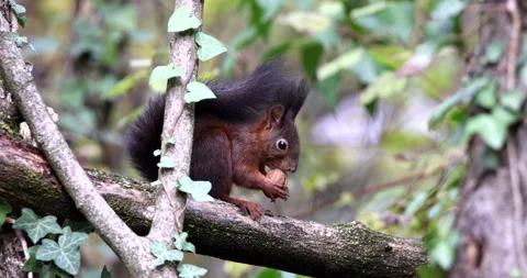 Red Squirrel brown rodent sitting on a branch and eating a nut in forest Stock Footage 239100802