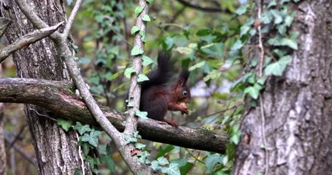 Red Squirrel brown rodent sitting on a branch and eating a nut slow motion Stock Footage 239100876