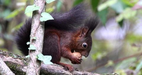 Red Squirrel brown rodent sitting on a branch and eating a nut close up Stock Footage 239100982