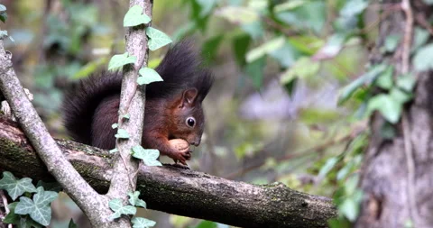 Red Squirrel brown rodent sitting on a branch and eating a nut and disappearing Stock Footage 239101247