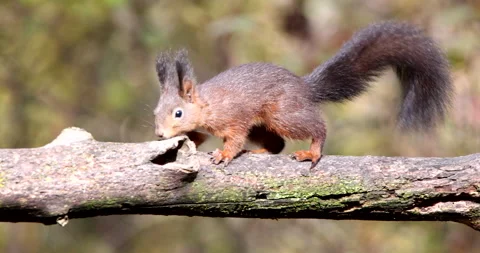 Red Squirrel brown rodent walking on a tree branch sniffing the bark Vídeo Stock 239099601