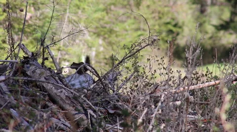 Red Squirrel on a Brush Pile in the Forest Video stock 62410316