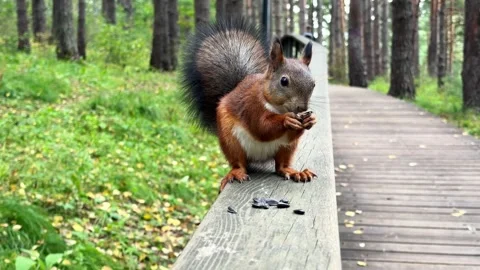 A red squirrel with a bushy tail is eating seeds while sitting on a railing Stock Footage 344844425