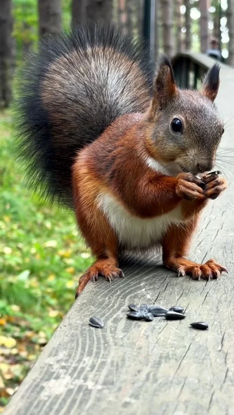 A red squirrel with a bushy tail is eating seeds, sitting on a wooden railing Stock Footage 344844428