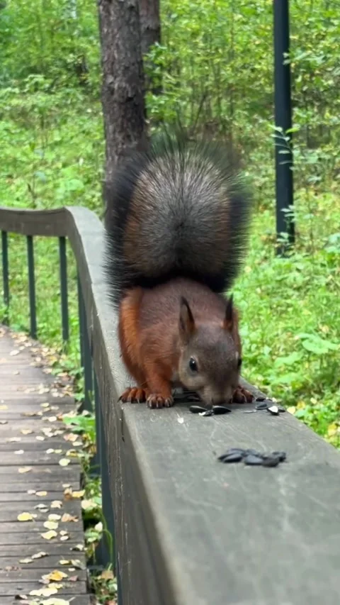 A red squirrel with a bushy tail is eating seeds Stock Footage 344844444