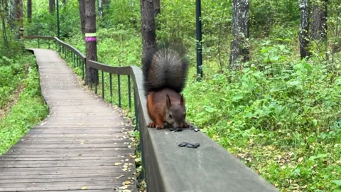 A red squirrel with a bushy tail is eating seeds while sitting on a railing Stock Footage 344844446