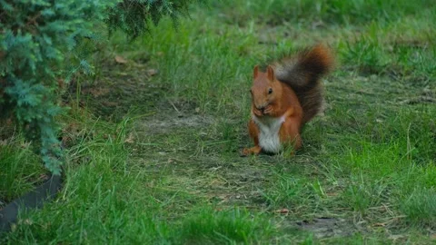 Red Squirrel With Bushy Tail Exploring Garden Grass Stock Footage 346252596