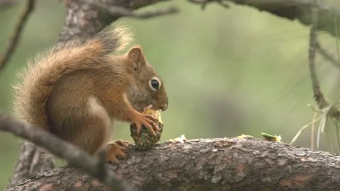 Red squirrel calling chattering South Dakota forest pine pine cone Stock Footage 142617360