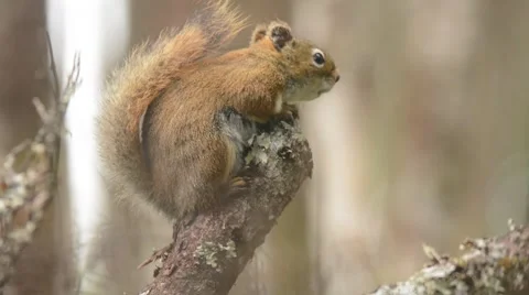 Red Squirrel calling Stock Footage 64823947
