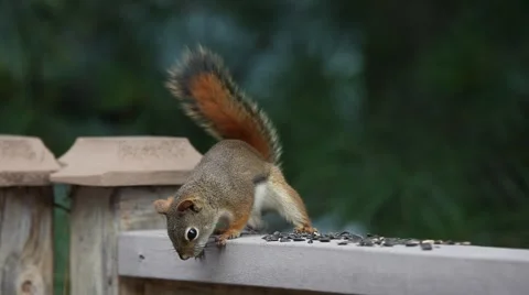 RED SQUIRREL FROM CANADA 3 Stock Footage 41043881