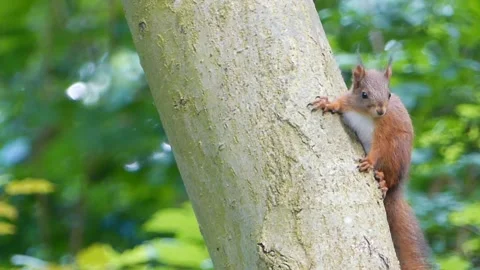 Red squirrel, captured by a close-up video, on a tree explores the surroundings. Stock Footage 277853933