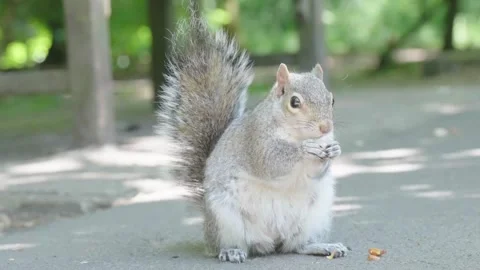 Red squirrel captured in slow motion eating and nibbling bread crumbs Stock Footage 244832162