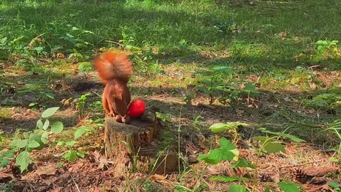 Red squirrel carrying red berry across grass Stock Footage 319962586