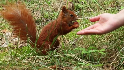 Red squirrel cautiously accepting food from human hand outdoors Stock Footage 314250123