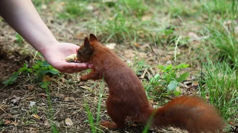 Red squirrel cautiously sniffing and approaching human hand offering food Stock Footage 313583943
