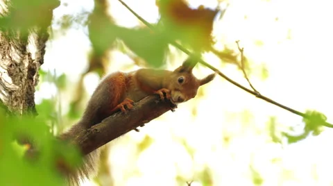 Red Squirrel at the Chestnut Stock Footage 55976823