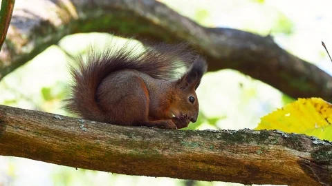 Red squirrel cleaning paw Stock Footage 121364430