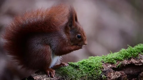 Red squirrel cleans his front paws after eating Stock Footage 231983813