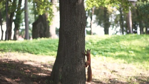 Red squirrel climb on three in the forest. Stock Footage 107670856