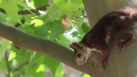 Red Squirrel Climbing and Moving Along Tree Branches Stock Footage 337535961