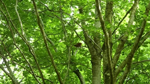 Red squirrel climbing down a beech tree in a forest Stock Footage 337729185
